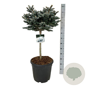 Picea pungens 'Glauca Globosa' 60 cm stam 30L