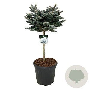 Picea pungens 'Glauca Globosa' 60 cm stam 30L