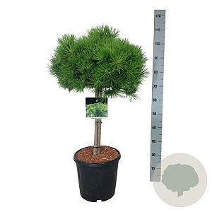 Pinus dens. 'Low Glow' 40 cm stam 15L kroon 50-60