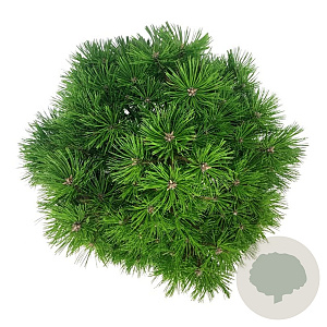Pinus dens. 'Low Glow' 40 cm stam 15L kroon 50-60