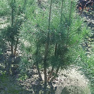Pinus sylvestris 300-350 cm cont. 350L geveerd