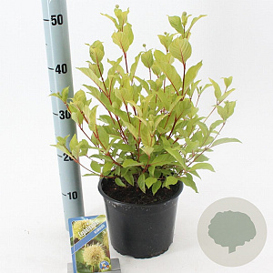 Cephalanthus occidentalis 30-40 cm 3,0L
