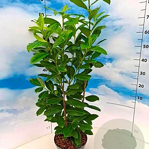 Prunus l. 'Novita' 60-80 cm 5,0L