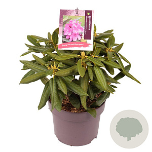 Rhododendron 'Bohlkens Lupineberg Laguna' 25-30 cm 5,0L