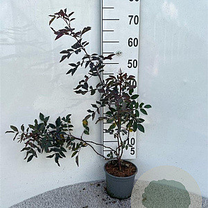 Rosa glauca 40-60 cm 2,0L