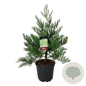 Sequoiadendron g. 'H. Mammoth Two' 60-80 cm 30L extra