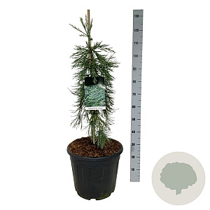 Sequoiadendron g. 'Pendulum' 80-100 cm 30L extra