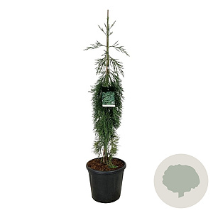 Sequoiadendron g. 'Pendulum' 125-150 cm 30L extra