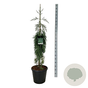 Sequoiadendron g. 'Pendulum' 125-150 cm 30L extra