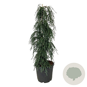 Tsuga can. 'Cole's Prostrate' 125-150 cm 30L extra