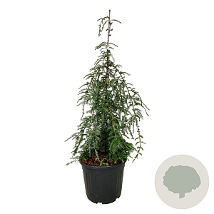 Tsuga can. 'Pendula' 100-125 cm 30L extra
