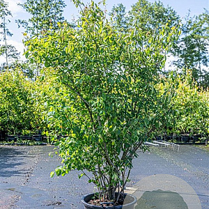 Amelanchier lamarckii 175-200 cm cont. 90L