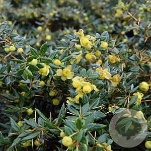 Berberis frikartii 'Amstelveen' GM 2,0L