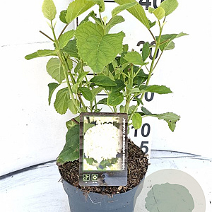 Hydrangea a. 'Annabelle' 30-40 cm 2,0L