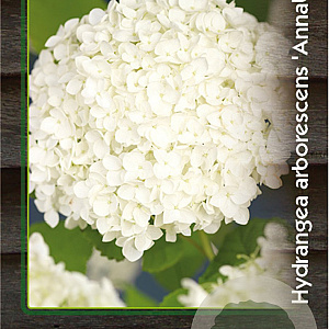 Hydrangea a. 'Annabelle' 30-40 cm 2,0L