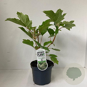 Hydrangea querc. 'Harmony' 30-40 cm 3,0L