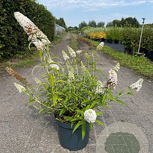 Buddleja d. 'White Bouquet' 60-80 cm 10L