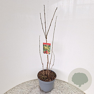 Koelreuteria paniculata 80-100 cm 10L