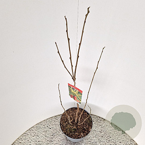 Koelreuteria paniculata 80-100 cm 10L