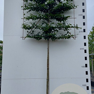 Carpinus betulus 14-16 HO cont. 110L 180 cm stam leiboom