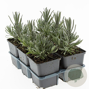 Lavandula ang. 'Munstead' GM P9