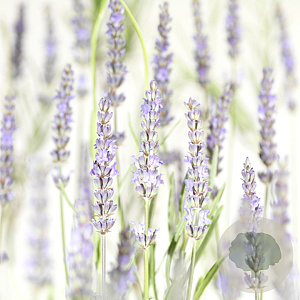 Lavandula int. 'Grosso' GM P9