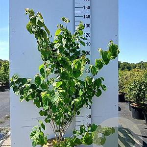 Cercis chinensis 125-150 cm 20L