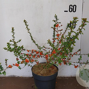 Chaenomeles j. 'Sargentii' 50-60 cm 10L