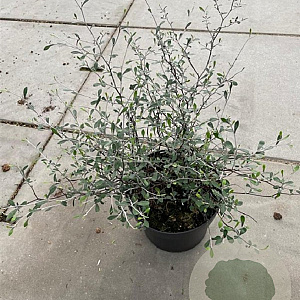 Corokia virgata 60-80 cm 7,5L