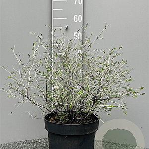 Corokia virgata 60-80 cm 7,5L