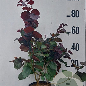 Corylus m. 'Purpurea' 60-80 cm 10L