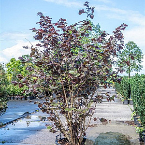Corylus m. 'Purpurea' 200-225 cm cont. 90L