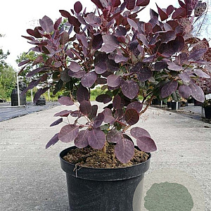 Cotinus cog. 'Royal Purple' 60-80 cm 10L