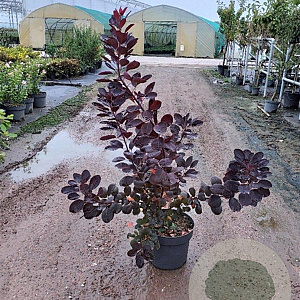 Cotinus cog. 'Royal Purple' 60-80 cm 10L