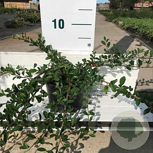 Cotoneaster radicans 'Eichholz' 30-40 cm C1.5