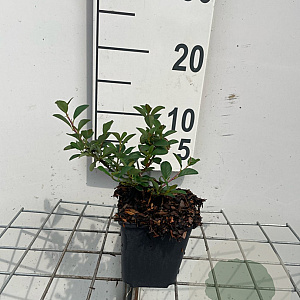 Cotoneaster radicans 'Eichholz' GM P9