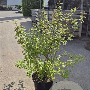 Deutzia hybrida 'Mont Rose' 80-100 cm 10L