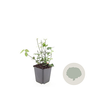 Euonymus fort. 'Coloratus' GM P9