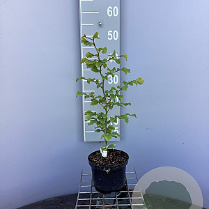 Fagus sylvatica 40-60 cm 2,0L