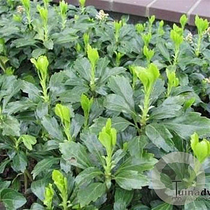 Pachysandra term. 'Green Carpet' GM P9