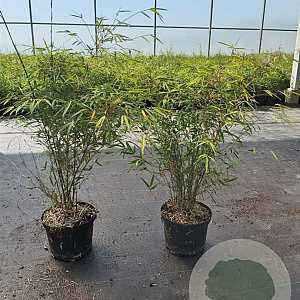 Fargesia angustissima 80-100 cm 5,0L