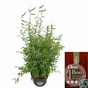 Fargesia 'Red Dragon' 40-60 cm 5,0L