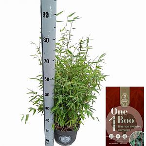 Fargesia 'Red Dragon' 40-60 cm 5,0L