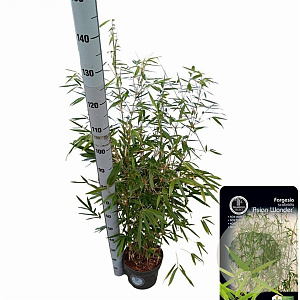 Fargesia scabrida 'Asian Wonder' 80-100 cm 5,0L