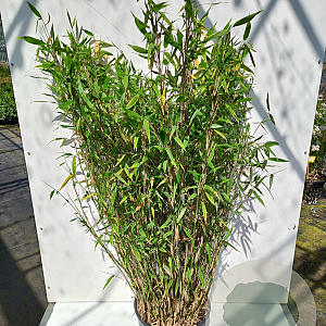 Fargesia scabrida 'Asian Wonder' 125-150 cm 20L