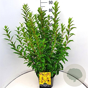 Forsythia int. 'Spectabilis' 80-100 cm 10L