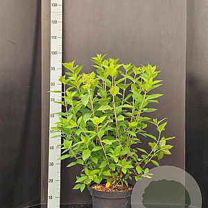 Hydrangea pan. 'Limelight' 60-80 cm 7,5L