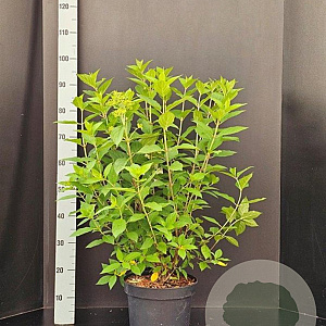 Hydrangea pan. 'Limelight' 60-80 cm 7,5L