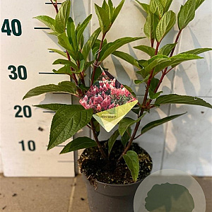 Hydrangea pan. Pinky Winky 30-40 cm 2,0L