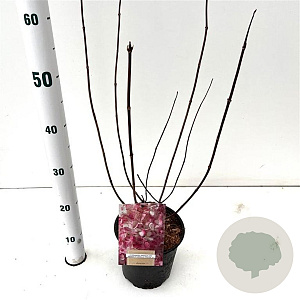 Hydrangea pan. Vanille-Fraise 30-40 cm 2,5L